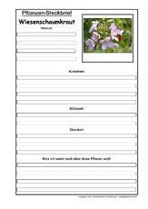 Pflanzensteckbrief-Wiesenschaumkraut.pdf